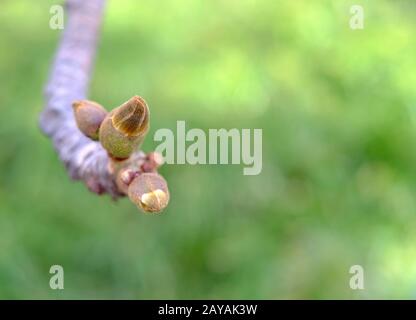Green buds on a tree, ready to open, baobab plant (Adansonia). Stock Photo