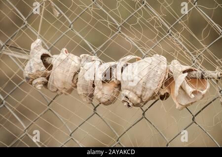Empty shells of sea snail veined rapa whelk strung on cord as maritime decoration Stock Photo
