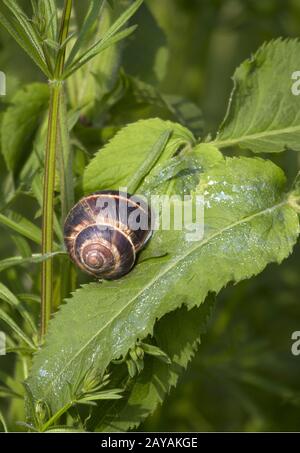 Helix pomatia, Slug, NRW, Rhineland, Germany Stock Photo
