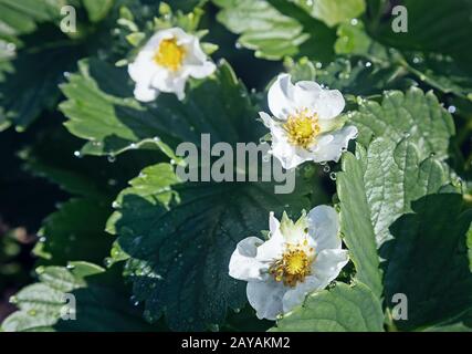 Blooming strawberry with dew drops on the flowers. Stock Photo
