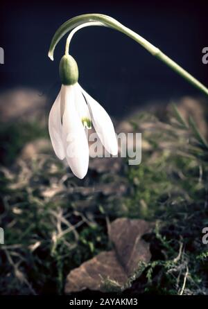 Snowdrops are the first spring flowers among the leaves. Stock Photo