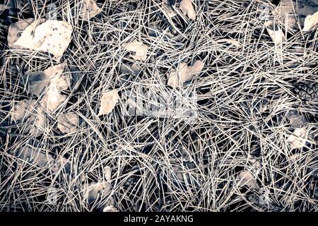 The ground is covered with pine needles and fallen leaves. Stock Photo