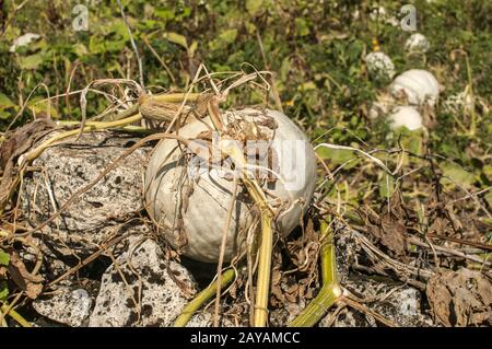 Fresh organic ripe pumpkin grown on vegetable garden In late summertime Stock Photo