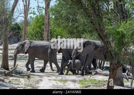 An African elephant (Loxodonta africana) herd with a baby elephant is walking through the forest in the Gomoti Plains area, a community run concession