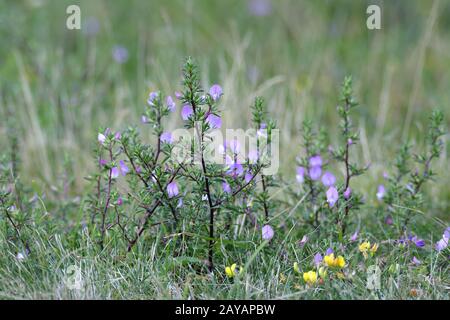 Thorny Hauhechel Stock Photo