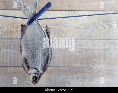 Dried roach hanging on a rope on clothespins Stock Photo
