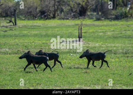 A group of Warthogs (Phacochoerus africanus) is running through the Gomoti Plains area, a community run concession, on the edge of the Gomoti river sy Stock Photo