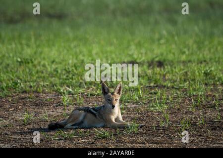 A Black-backed jackal (Canis mesomelas) is laying on the floodplain in the Gomoti Plains area, a community run concession, on the edge of the Gomoti r Stock Photo