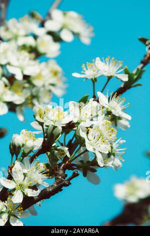 a blooming cherry tree branch Stock Photo