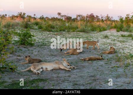 The scene of two lionesses (Panthera leo) with 8 about 6 months old cubs (4 each) sleeping and playing after feeding on a warthog in the Gomoti Plains Stock Photo