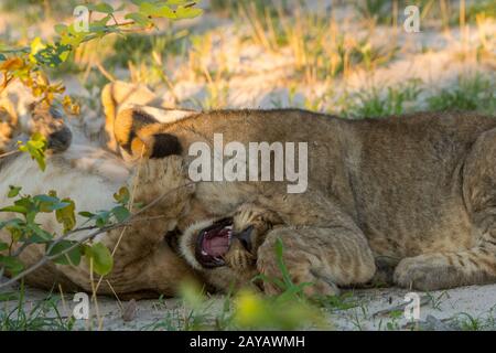 After feeding on a warthog the about 6 months old lion cubs (Panthera leo) are full and happy and start playing and licking each other in the Gomoti P Stock Photo
