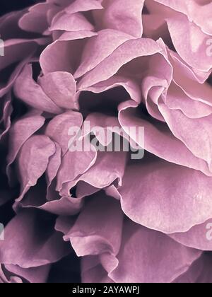 The middle of the flower is a beautiful pink peony Stock Photo