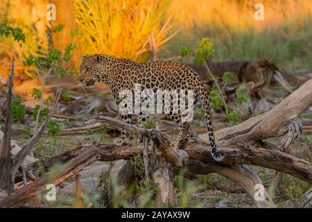 Leopard (Panthera pardus) standing on steep rock ledge, looking back ...