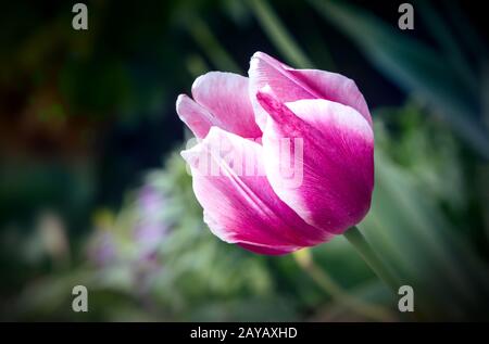 Pink Tulip with green leaves on the table Stock Photo