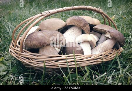 White strong mushrooms in a basket on the clearing in the woods among the grass. Stock Photo