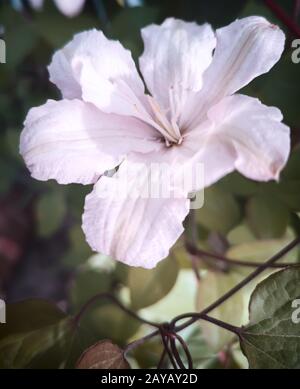 Beautiful pink flowers of clematis on a background of leaves Stock Photo