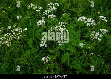 wild beaked parsley, keck, cow parsley, wild chervil, queen Anne's lace, woodland chervil, Stock Photo
