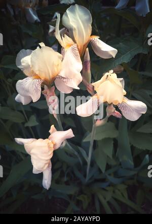Blooming in the garden, pale yellow irises. Stock Photo