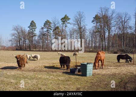 Cows and sheep in a pasture Stock Photo