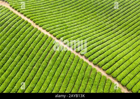tea plantation background texture Stock Photo