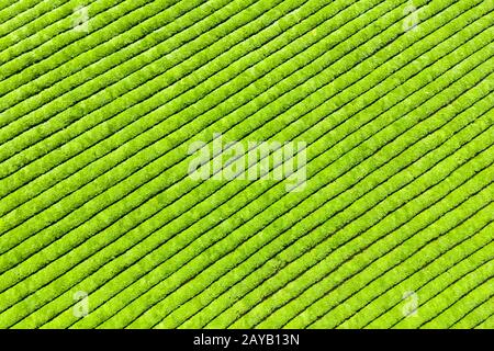 tea plantation background Stock Photo