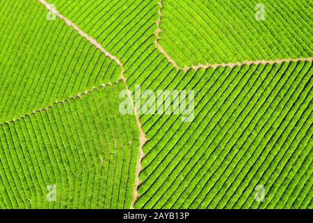 aerial view of spring tea plantation Stock Photo