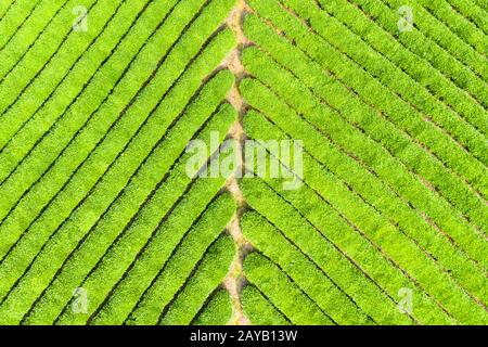 tea plantation Stock Photo