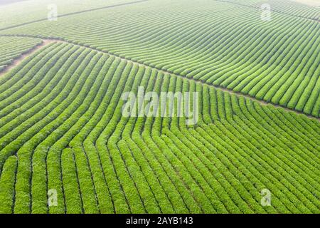 tea plantation landscape in morning Stock Photo
