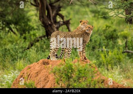 Two cheetahs perched on a termite mound in the savannah of Samburu Park in central Kenya in East Afr Stock Photo