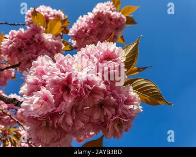 Blossom of pink sakura flowers on a cherry tree branch in spring. Macro close up shot Stock Photo