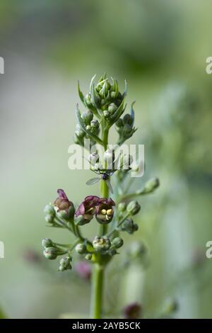 green figwort - Inflorescence with tiny flowers Stock Photo