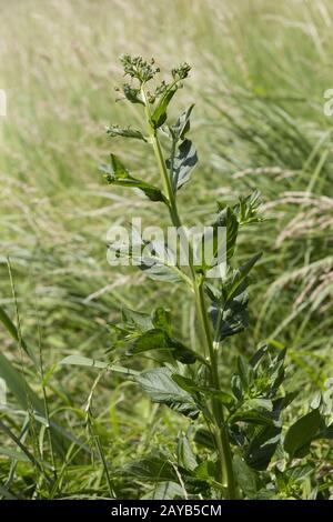 green figwort (Scrophularia umbrosa) - whole plant in the habitat Stock Photo