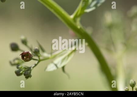 green figwort - Inflorescence with tiny flowers Stock Photo