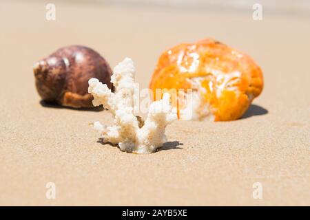 Sea shells and coral on sand beach Stock Photo