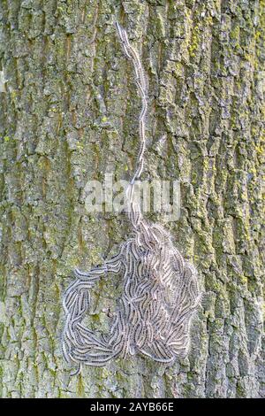 Procession to nest of oak process caterpillars on oak tree Stock Photo