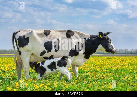 Cow and drinking calf in dutch meadow with dandelions Stock Photo