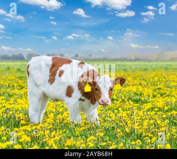 One red Holstein calf standing in meadow with dandelions Stock Photo
