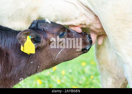 Newborn calf drinking milk from mother cow Stock Photo