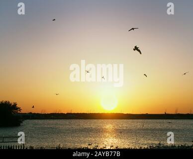 seagulls flying over the sun setting over a dark lake with glowing reflections in the water and swimming swans and geese in silh Stock Photo