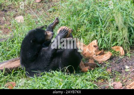 Sun bear at the Sun Bear Sanctuary at Samboja near Balikpapan, on Kalimantan, Indonesia. Stock Photo