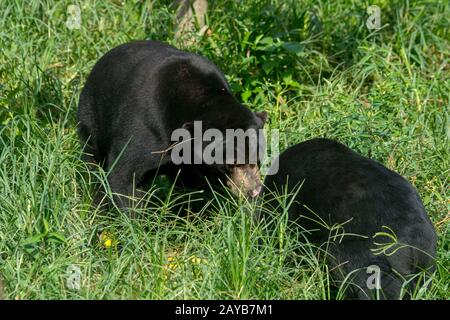 Sun bears at the Sun Bear Sanctuary at Samboja near Balikpapan, on Kalimantan, Indonesia. Stock Photo