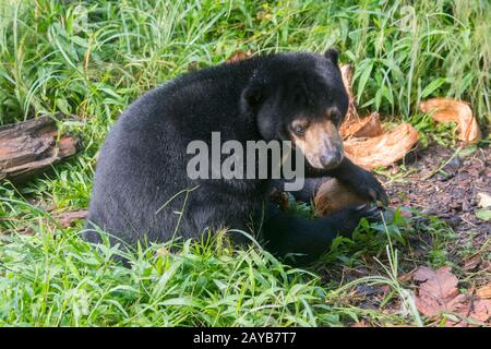 Sun bear at the Sun Bear Sanctuary at Samboja near Balikpapan, on Kalimantan, Indonesia. Stock Photo