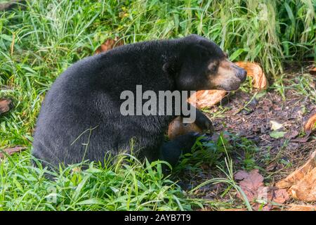 Sun bear at the Sun Bear Sanctuary at Samboja near Balikpapan, on Kalimantan, Indonesia. Stock Photo