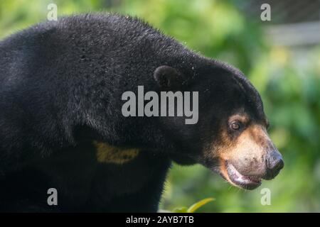 Sun bear at the Sun Bear Sanctuary at Samboja near Balikpapan, on Kalimantan, Indonesia. Stock Photo