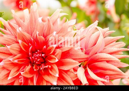 Pink and white dahlia blossoms Stock Photo