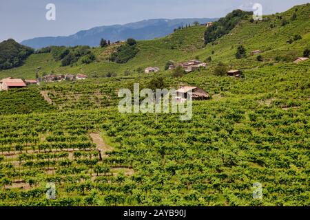 Green hills and valleys with vineyards of Prosecco wine region Stock Photo