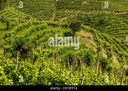 Green hills and valleys with vineyards of Prosecco wine region Stock Photo