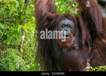 A female Orangutan (Pongo pygmaeus) on an Orangutan Island (designed to help the orangutans in their rehabilitation) at Samboja near Balikpapan, on Ka Stock Photo