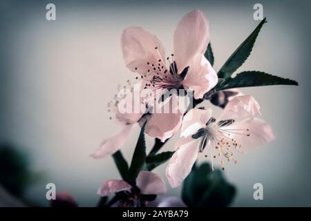 Sprig of peach blossom on white background. Stock Photo
