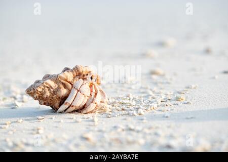 Hermit Crab on a beach Stock Photo